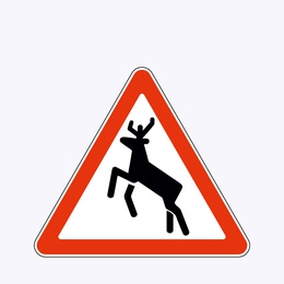 «Дикие животные»